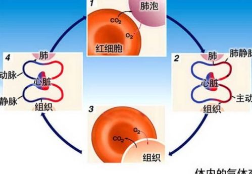 不能進行氣體交換的呼吸道部位分析